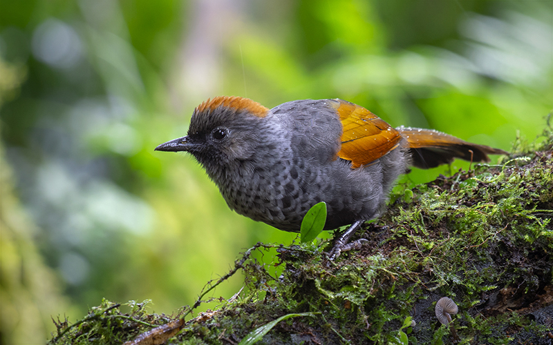 Golden-winged Laughingthrush (Trochalopteron ngoclinhense) at Ngoc Linh Nature Reserve, Central Vietnam. Photo by: Phuc Le - Vietnam Birdwatching Tours - Vietbirdtours.com